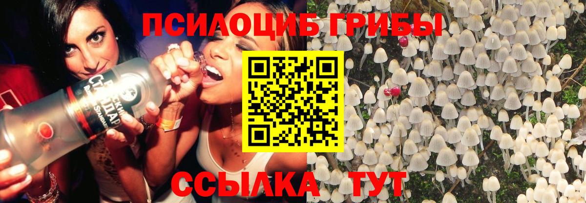 Псилоцибиновые грибы мицелий Горно-Алтайск
